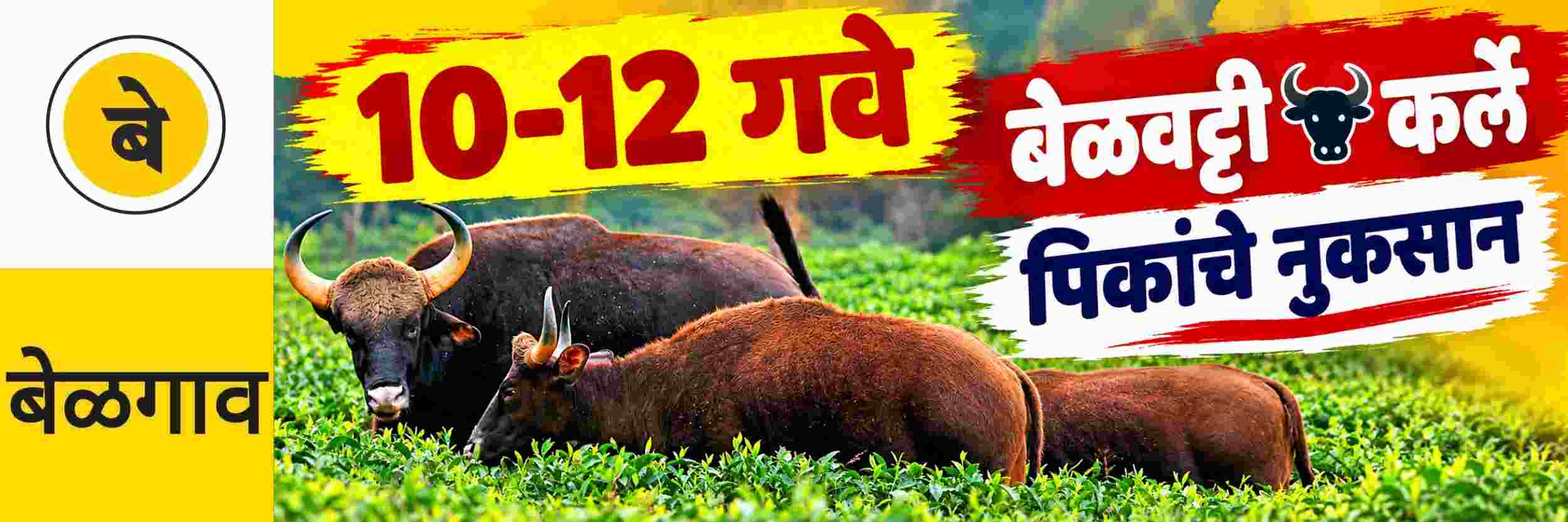 news_71499